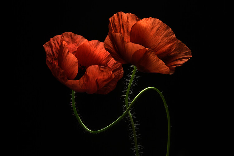 Canvas Print Around Midnight