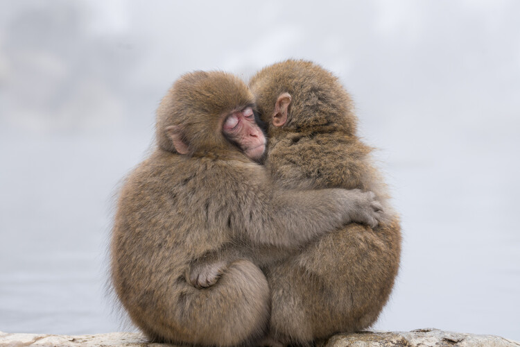 Canvas Print Forever Friends