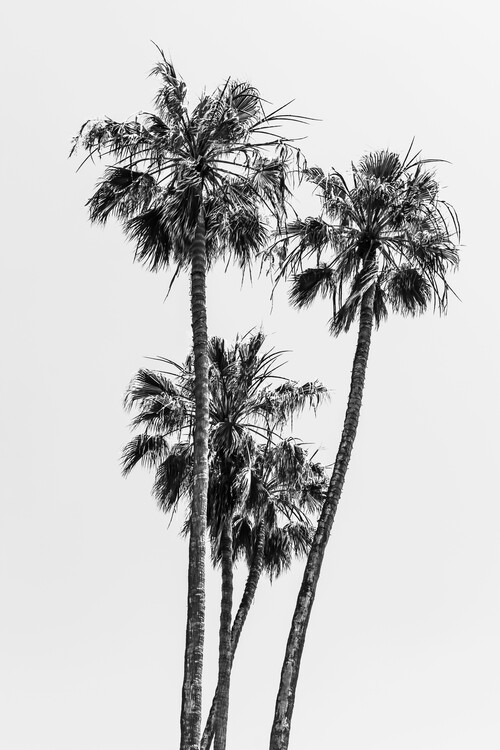 Poster Lovely Palm Trees | monochrome