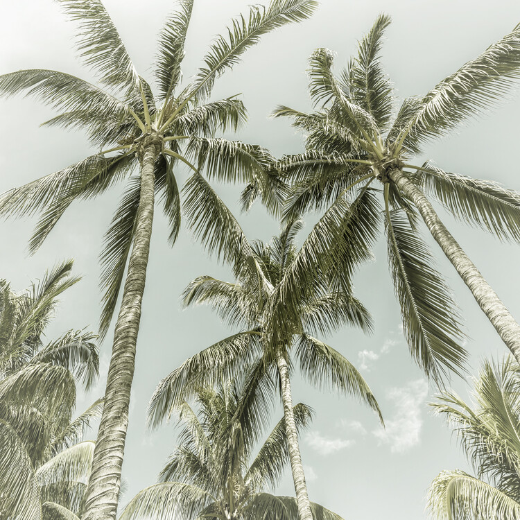 Poster Lovely Vintage Palm Trees