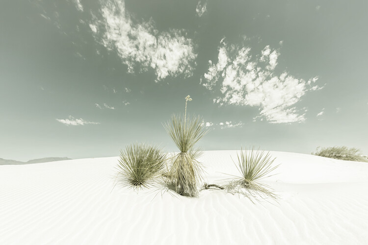 Плакат White Sands Vintage