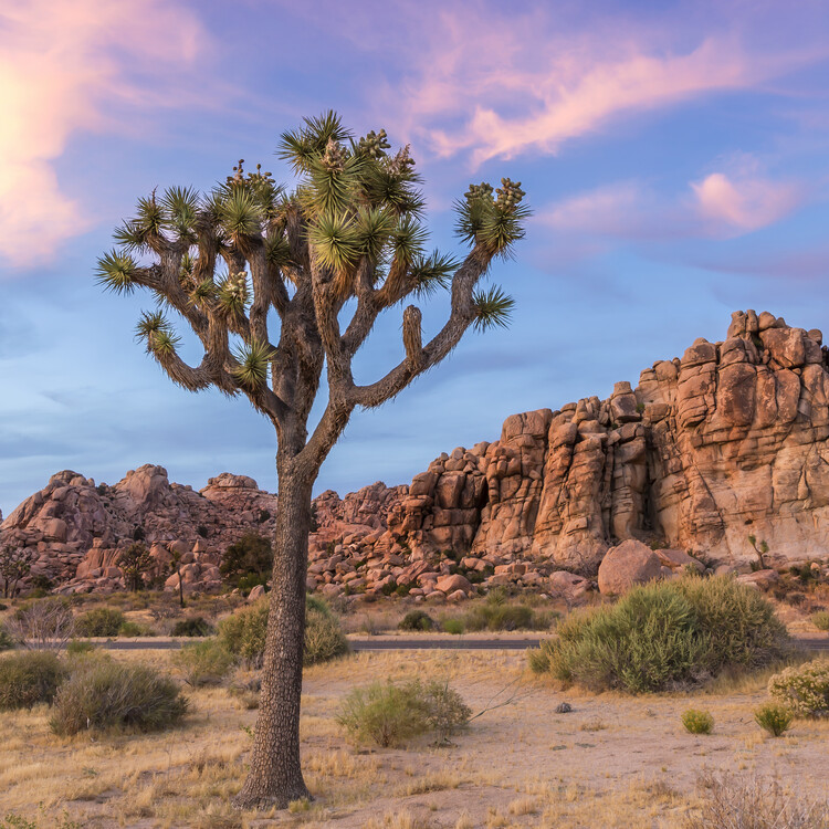 Poster Joshua Tree Sunset Mood