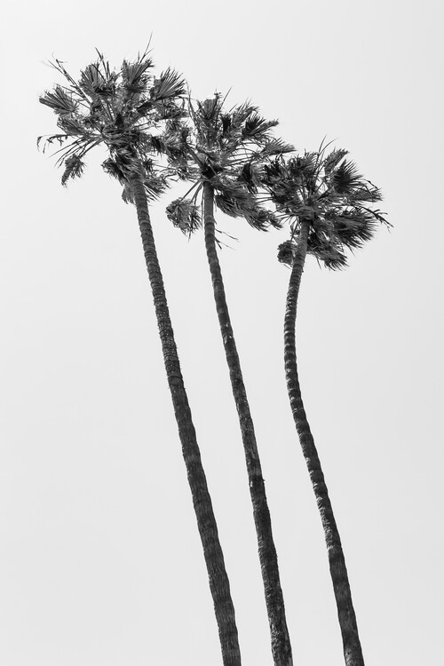 T-shirt Palm Trees Summertime
