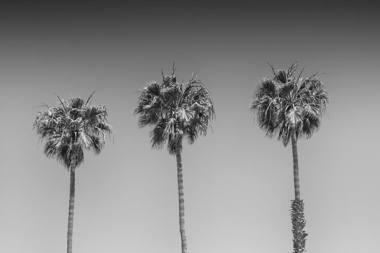 T-shirt Minimalistic Palm Trees