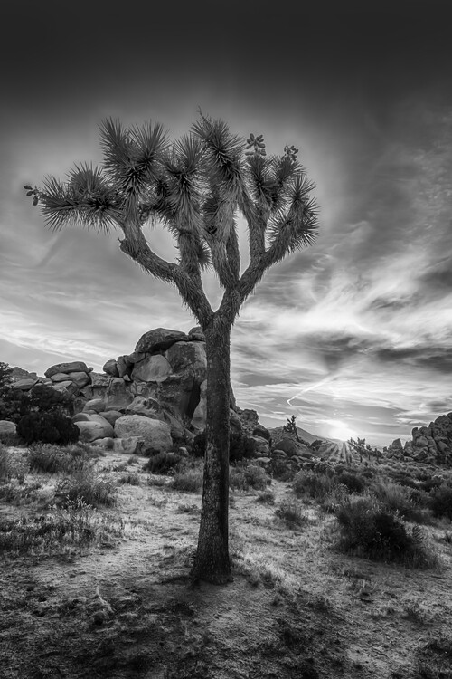 Poster Charming Sunset In Joshua Tree National Park