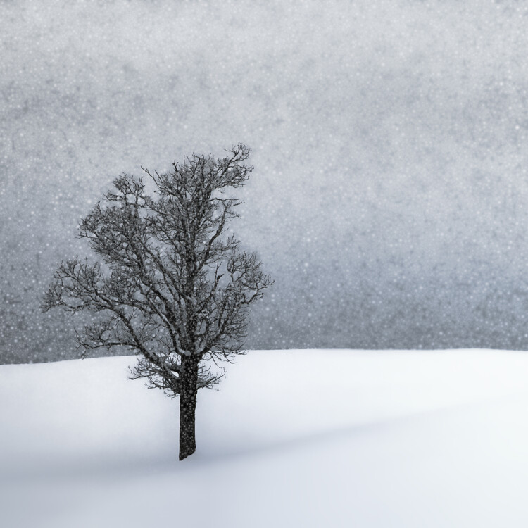 Poster LONELY TREE Idyllic Winterlandscape