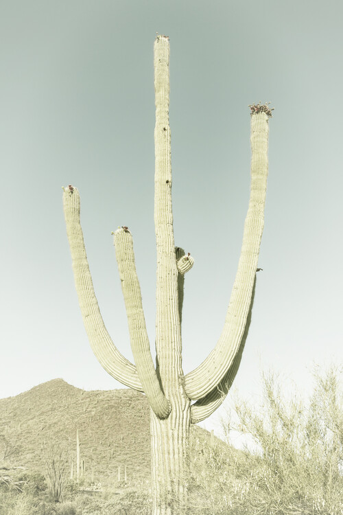 Canvas Print SAGUARO NATIONAL PARK Giant Saguaro | Vintage