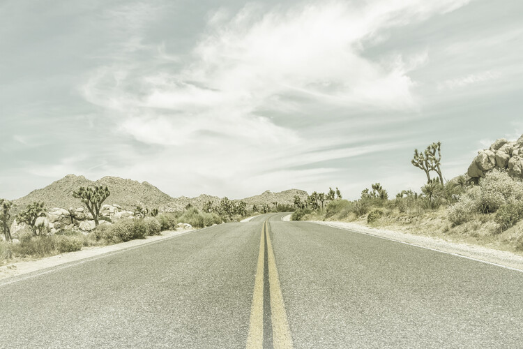 Canvas Print Country Road with Joshua Trees