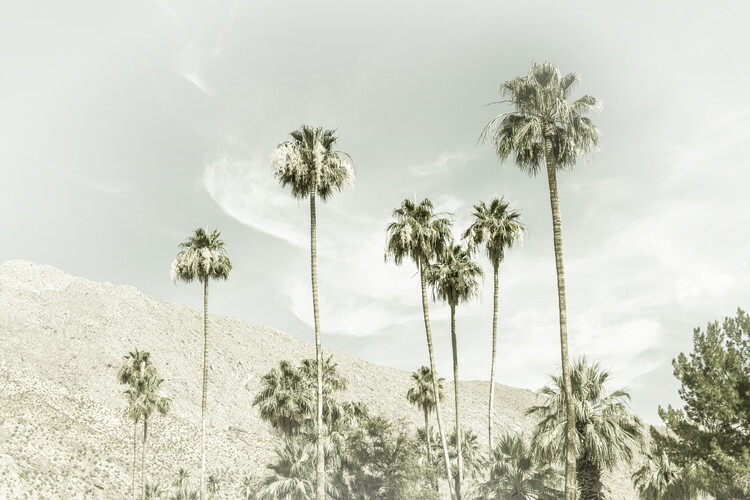 Плакат Palm Trees in the desert | Vintage