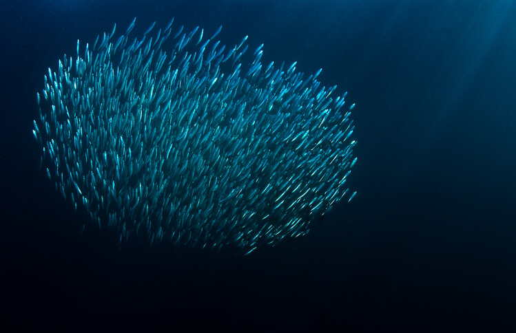 Canvas Print The Bait Ball