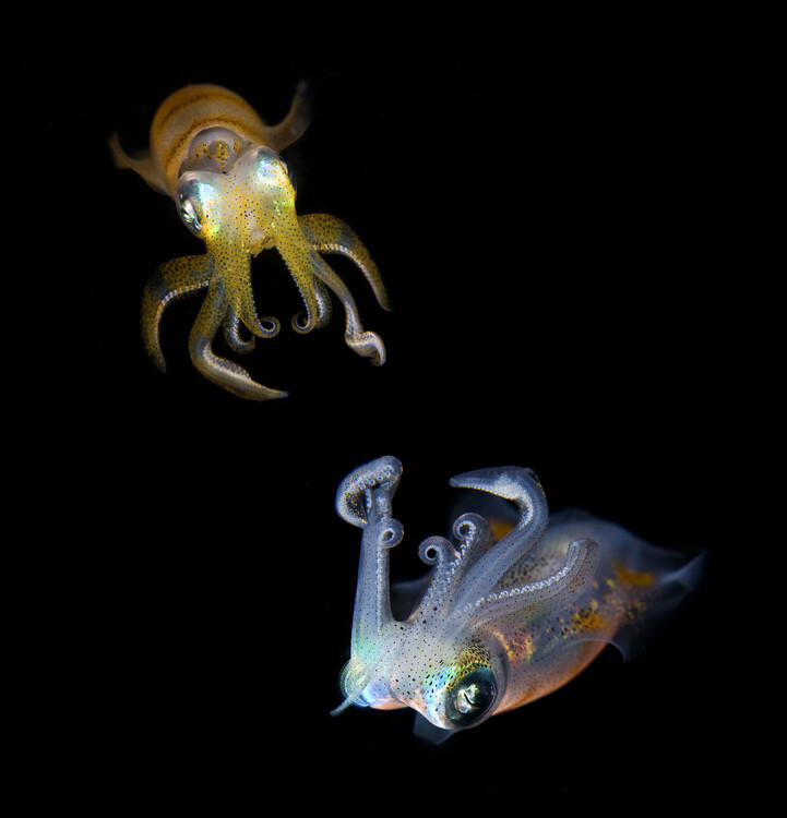 Canvas Print Sea Jewels