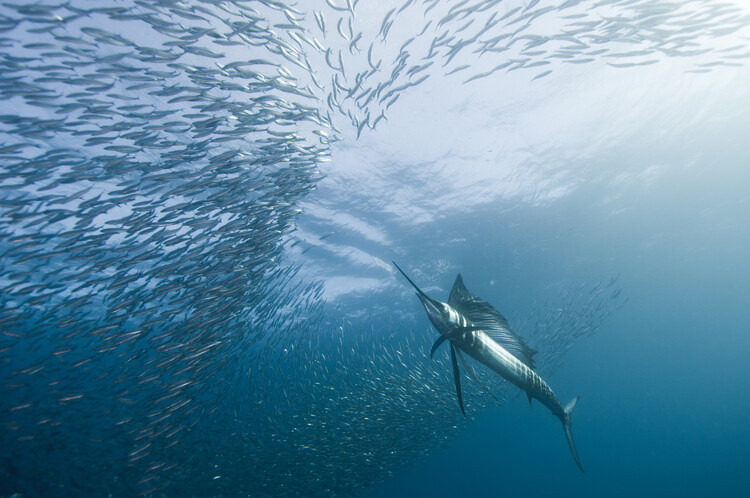Canvas Print hunter and the hunted
