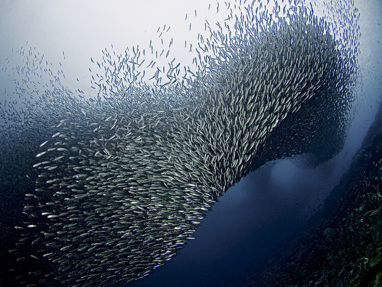 Canvas Print Sardines Tornado