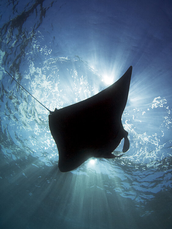 Levně Plakát, Obraz - Manta Silhouette, Henry Jager, 30 × 40 cm