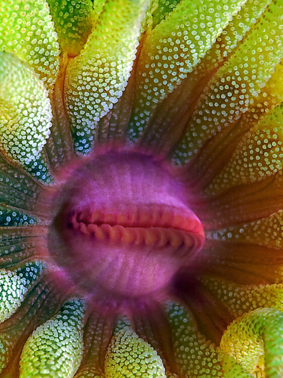 Poster Cup Coral Portrait