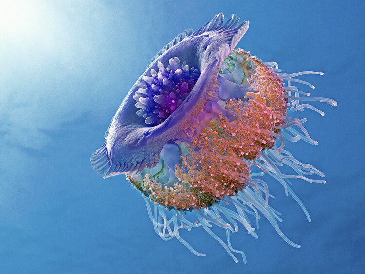 Poster Crown Jellyfish