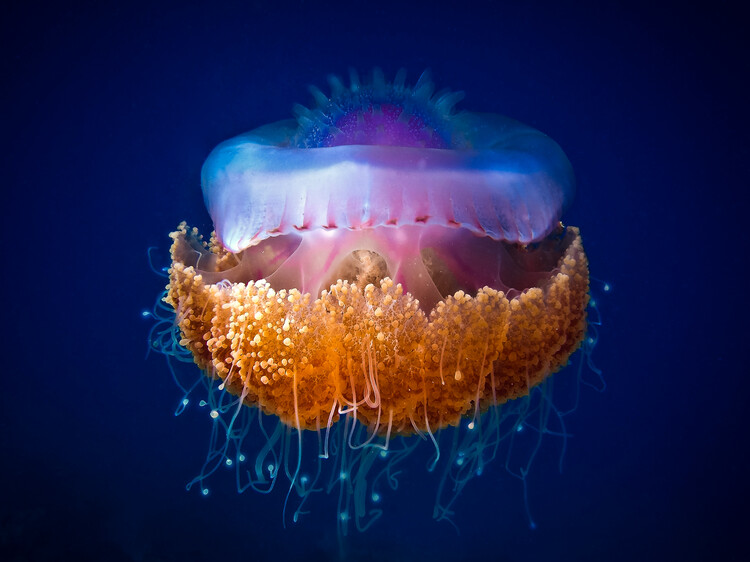 Poster Fried Egg Jellyfish