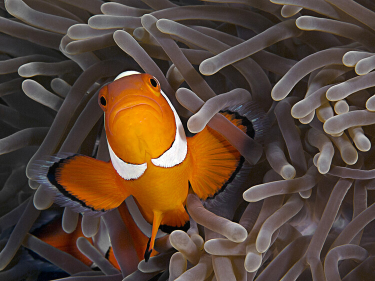 Billede på lærred Anemonefish