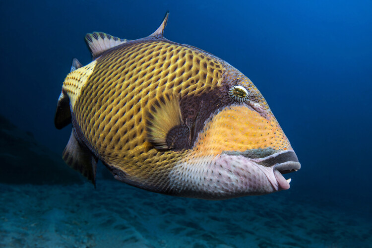 Levně Plakát, Obraz - Triggerfish, Barathieu Gabriel, 40 × 26.7 cm