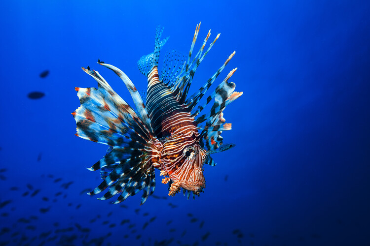Levně Plakát, Obraz - Lionfish, Barathieu Gabriel, 40 × 26.7 cm