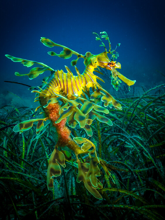 Canvas Print Leafy Sea Dragon - male with eggs