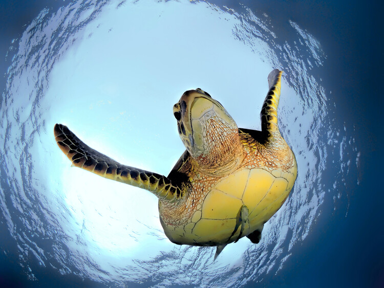 Poster Green Turtle in Snells Window