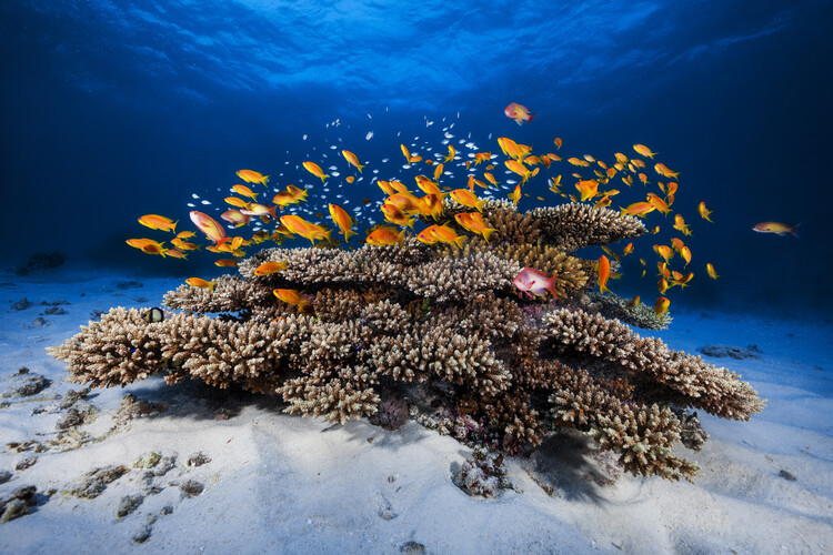 Tablou pe pânză Marine Life
