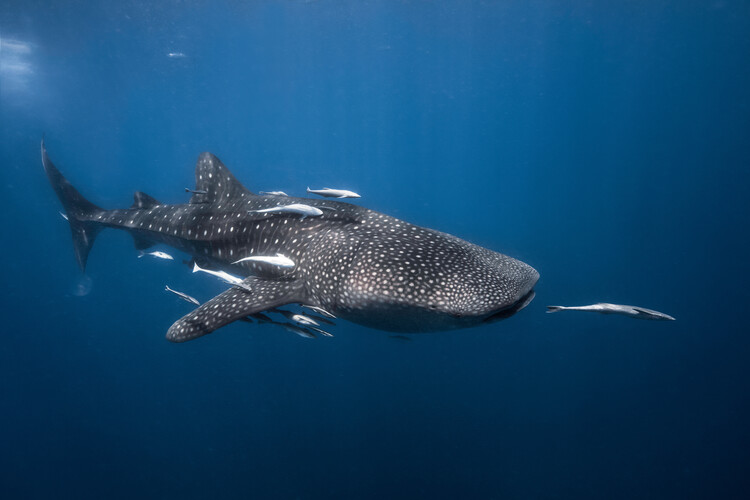 Canvas Print Whale shark