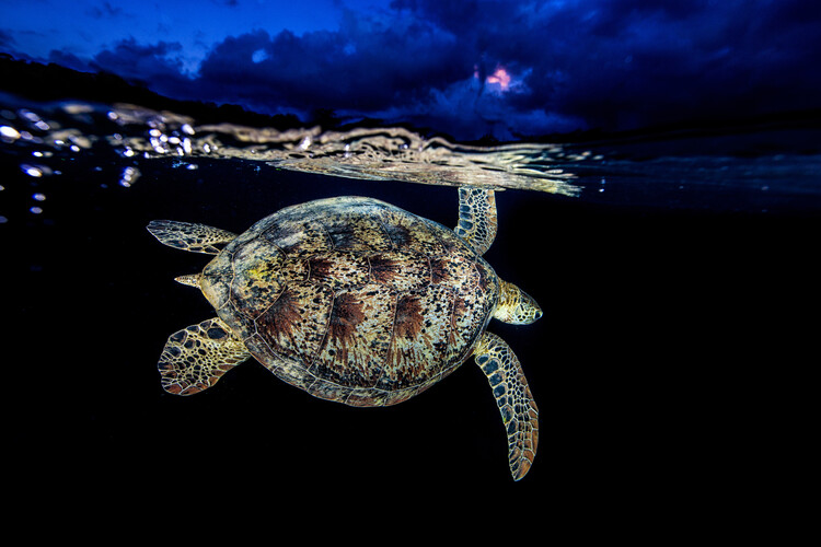 Poster Turtle under Line