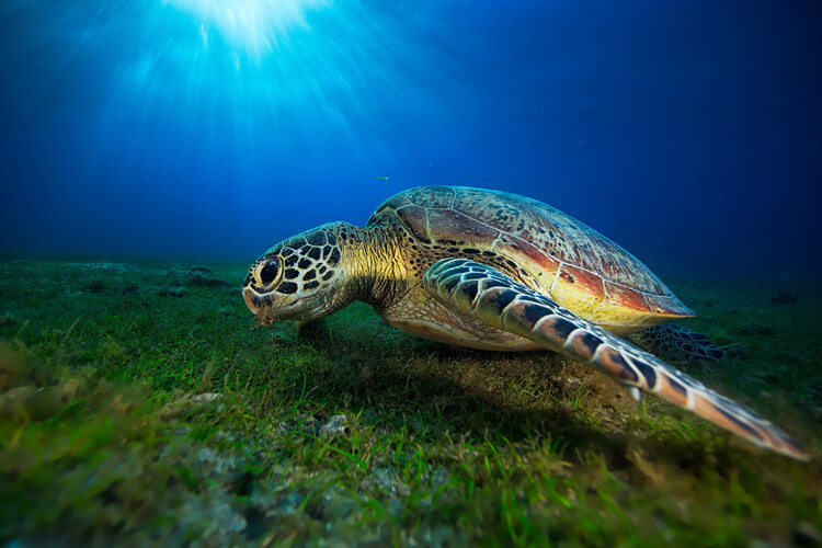 Poster Green turtle