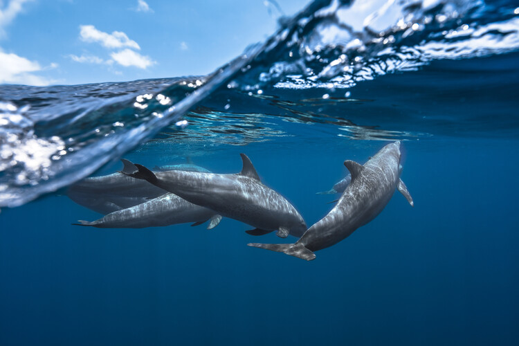 Poster Dolphins
