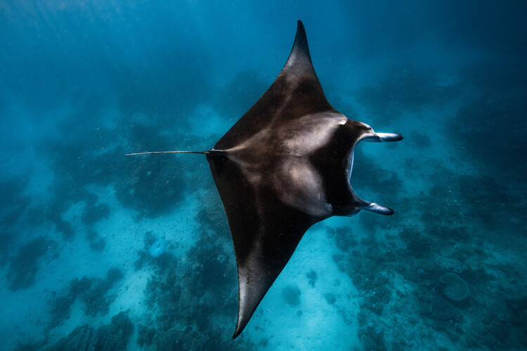 Canvas Print Manta fly!!!