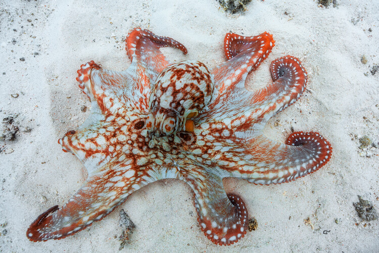 Levně Plakát, Obraz - Octopus, Barathieu Gabriel, 40 × 26.7 cm