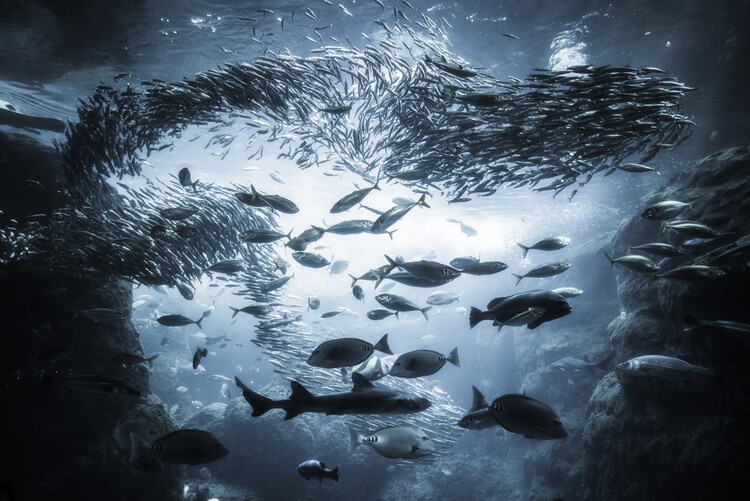 Tablou pe pânză Underwater exploration