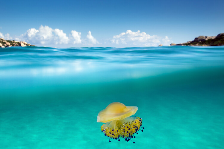 Poster The Dangerous Encounter