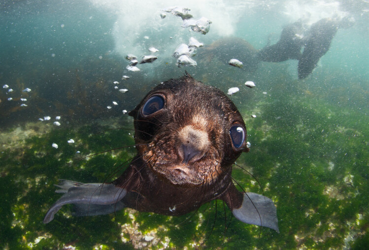 Poster baby of the sea