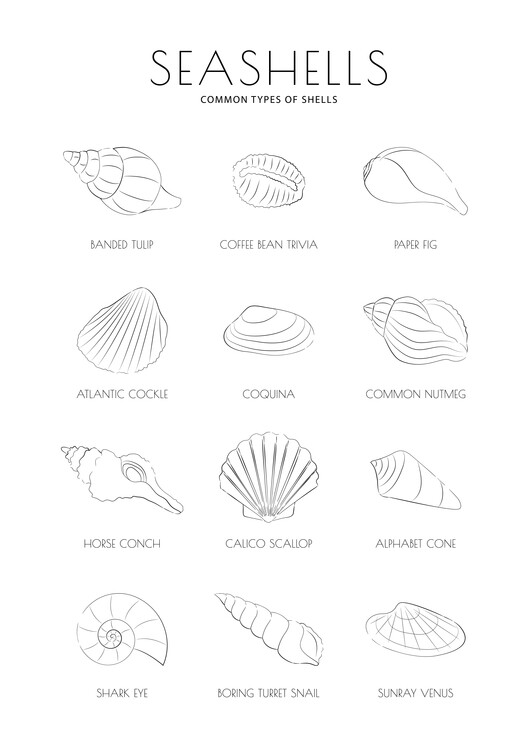 Levně Plakát, Obraz - Seashells, Martina Pavlova, 30 × 40 cm