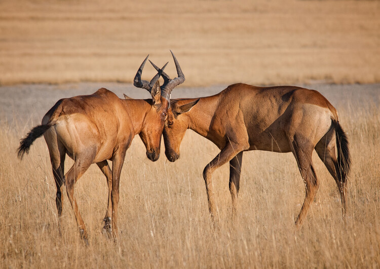 Poster You will have to calm you the hartebe...