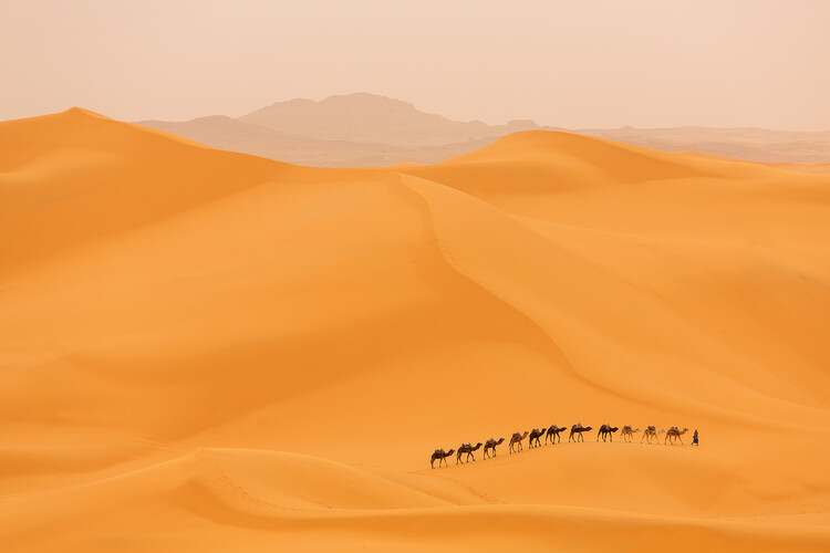 Poster Camels caravan in Sahara