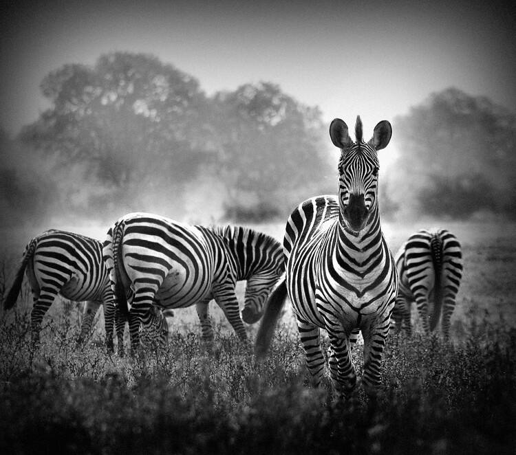 Poster Stallion in a Pin Stripe Suit