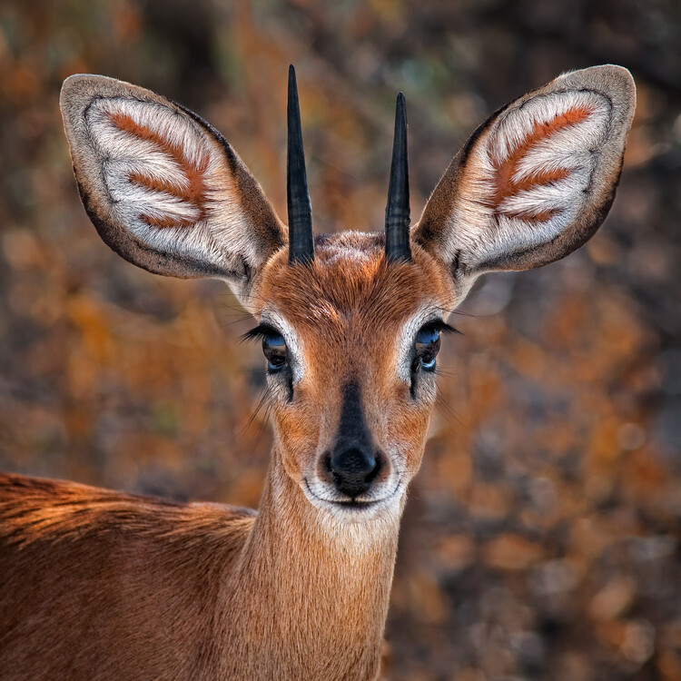 Poster Steenbok, one of the smallest antelope in the world
