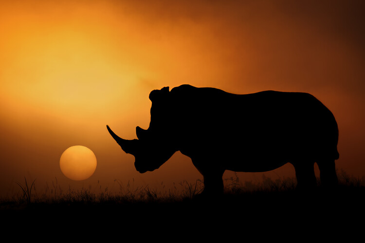 Canvas Print Rhino Sunrise