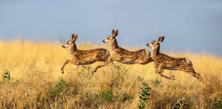 Poster Tripple Jump