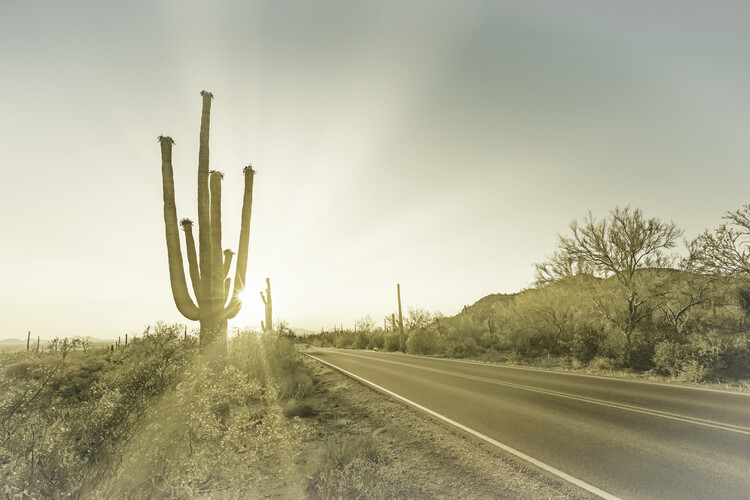 Poster SAGUARO NATIONAL PARK Setting Sun | Vintage