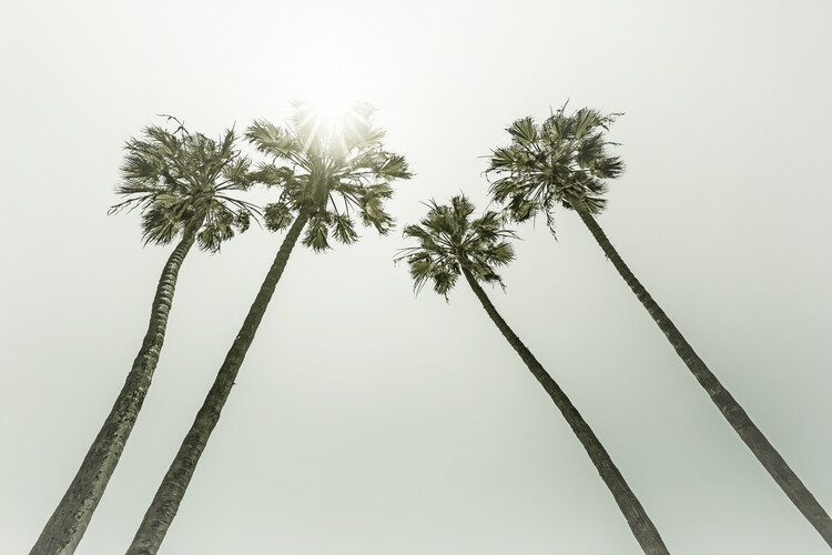 T-shirt Vintage palm trees in the sun