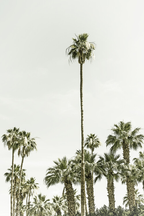 Canvas Print Vintage palm tree  paradise