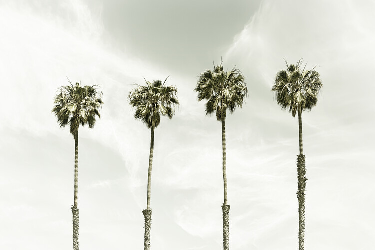 Плакат Minimalist Palm Trees | Vintage