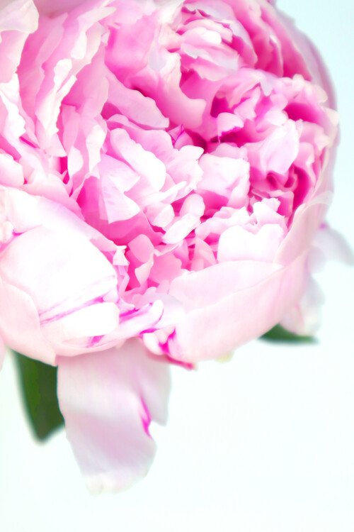 Poster Pink peony photography