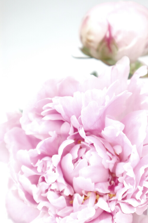 Poster Peony photography