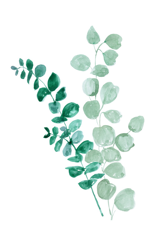 Плакат Eucalyptus two ways